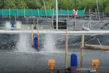 Dorong produksi udang, industri kincir dan pompa air disiapkan