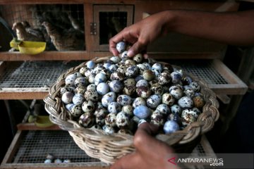 Produksi telur Puyuh di Aceh Besar