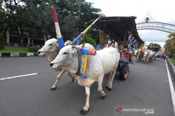 Jalan-jalan di kota dengan gerobak sapi