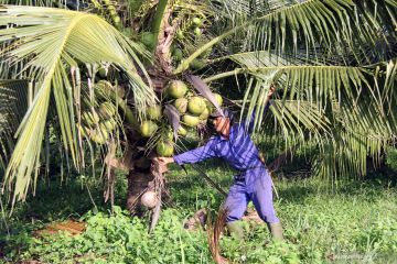 Perusahaan Indonesia, Bulgaria teken kontrak penjualan kelapa kering