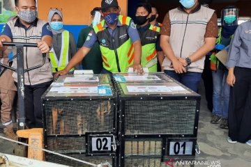 Dua ekor Orang Utan hasil repatriasi jalani uji swab COVID-19