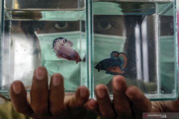Budi daya ikan hias bantu tingkatkan pendapatan warga di masa pandemi