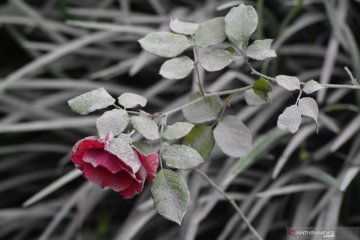 Debu vulkanik Gunung Semeru