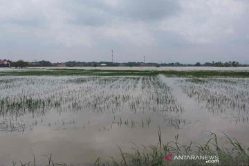 5.287 hektare sawah terendam banjir di Cirebon dan terancam puso