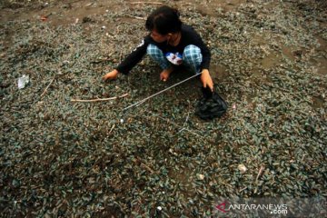 Mencari Kerang Hijau Di Pantai