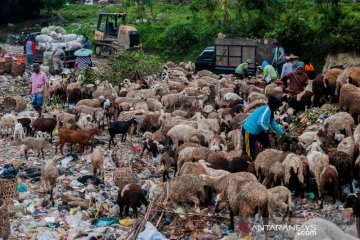 Kambing dan domba sengaja digembalakan di tempat sampah