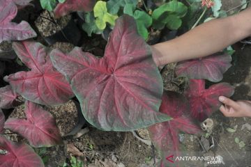 Tanaman keladi banyak diminati