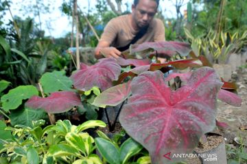 Tanaman keladi banyak diminati