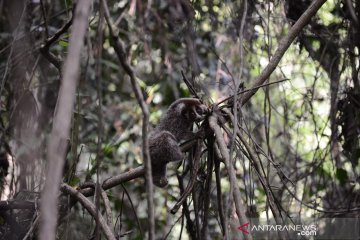 Empat kukang dan dua musang dilepasliarkan di hutan Bangka