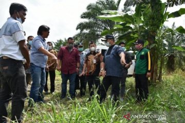 Pemprov Babel jadikan BBP Pelempang pusat pembibitan porang