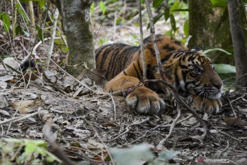 Anak harimau sumatera yang kena jerat dilepas ke hutan Gunung Leuser