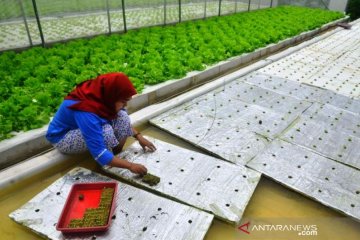Budi Daya Sayuran Selada Hidroponik