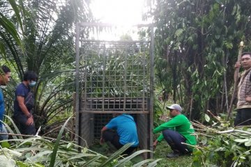 BBKSDA Sumut pun pasang perangkap harimau di Langkat