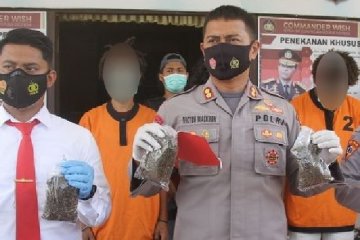 Polres Jayapura tangkap empat pengedar pemilik 1,6 kg ganja