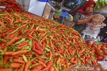 Harga cabai rawit di Lombok melonjak tajam hingga Rp90 ribu per kg