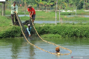 KKP bayarkan klaim asuransi bagi pembudi daya terkena banjir Indramayu