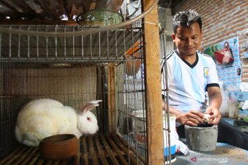 Jamu Tradisional untuk Kelinci