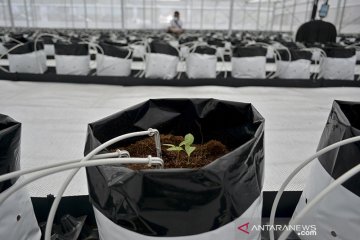 Teknologi Smart Greenhouse di Garut