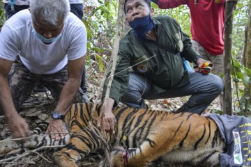 BKSDA: Kondisi anak harimau terjerat di Aceh makin membaik