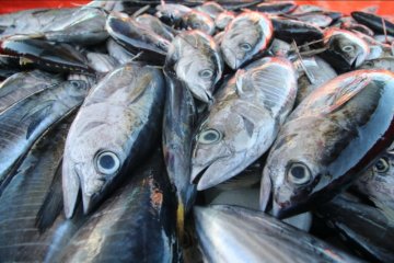 KKP: Produk tuna Indonesia raih sertifikasi standar global