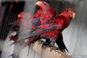 BKSDA Maluku akan melepas 32 burung nuri sitaan ke Suaka Alam Masbait