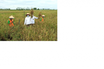 Dukung program ketahanan pangan BRGM budi dayakan padi di Kalteng