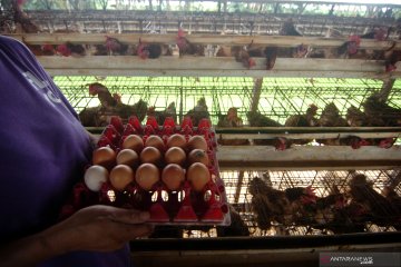 Kementan: Harga telur ayam akan turun hingga pertengahan Februari