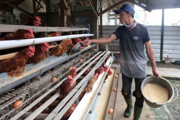 Stabilisasi harga, Kementan terus kendalikan produksi bibit ayam DOC