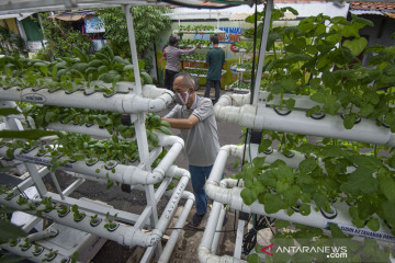 Sudin KPKP optimalkan 50 lokasi pertanian kota untuk ketahanan pangan