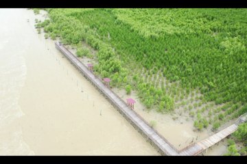 Kelestarian mangrove penting buat tingkatkan kinerja perekonomian desa