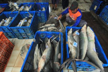 Pengamat: Upaya peningkatan PNBP perikanan perlu perhatikan konservasi