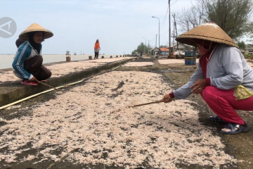 Musim hujan, nelayan Pekalongan panen ikan