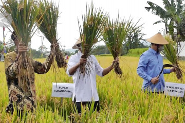 Padi varietas Inpari 32 jadi unggulan petani Temanggung