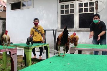 Budi daya ayam serama yang sombong dan bernilai belasan juta