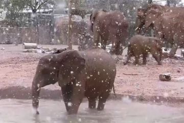 Gajah girang bermain di tengah guyuran salju di Arizona