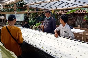 Korban PHK kembangkan tanaman sayur sistem apung