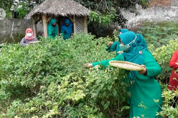 Manfaatkan lahan kosong, ibu-ibu PKK budidaya cabai