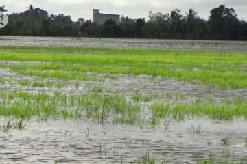 Pemerintah siapkan 1.100 ton bibit pengganti untuk petani Kalsel terdampak banjir