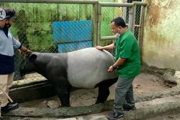 Taman Rimba Jambi siap sambut kelahiran bayi tapir asia