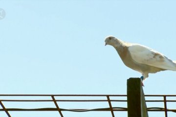 Merpati balap AS yang tersesat hingga Australia hadapi eutanasia