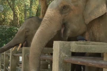 Pariwisata terhenti, gajah-gajah Thailand terancam kelaparan