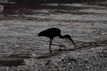 Potret ibis langka terekam di Yunnan, China