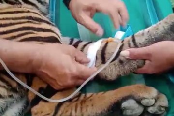 Sempat terjerat, seekor harimau akan dilepasliarkan BKSDA Aceh
