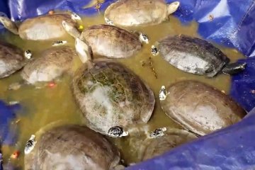 10 ekor Royal Turtle langka dilepasliarkan ke habitat alaminya di Kamboja