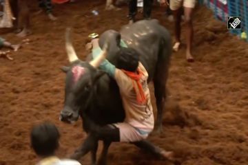 Menyaksikan acara Jallikattu di Madurai, India