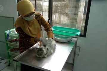 Kota Tangerang optimalkan layanan klinik hewan