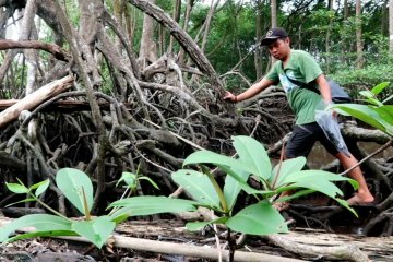 Merawat ekosistem mangrove, benteng alami Pulau Enggano