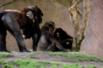 Gorila Kebun Binatang San Diego dinyatakan positif COVID-19