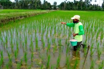 Pemkab Aceh Utara berikan 3 cara atasi kelangkaan pupuk subsidi