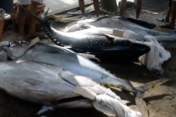 Produksi perikanan tangkap di Padang stabil di masa pandemi